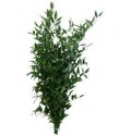 ΡΟΥΣΚΟΣ ΙΤΑΛΙΚΟΣ Ματσο RUSCUS FEIN KORT